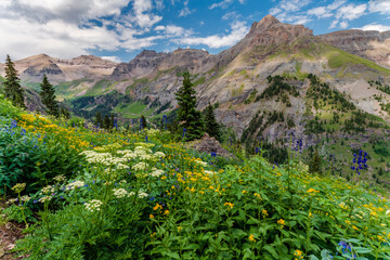Wildflowers and mountains near Ouray Colorado