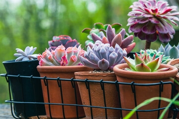 Echeveria  Laui,  Echeveria  Trumpet Pinky, Echeveria  Cupid, Echeveria  Agavoides, Pachysedum...