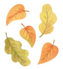 Autumn leaf, a set of watercolor clipart. Orange, yellow, green fallen foliage of different shapes. Illustration of deciduous oak and lime leaves. Seasonal decorative element of plants
