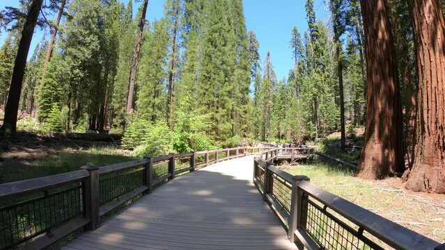 Yosemite National Park, California, USA, June 28, 2022: DOLLY SLOW MOTION SHOT - Big Trees Loop Trailhead in the Mariposa Grove of Giant Sequoias. 