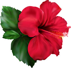 3D red hibiscus karkade tropical exotic flower plant digital art - 531161425
