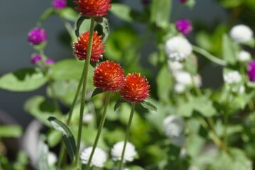 センニチコウの花