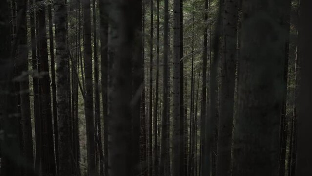 Dramatic black tree trunks in dark pine tree Carpathian mountains forest. Walking through pinewood. Natural national park or wood, mysterious and mystique background.