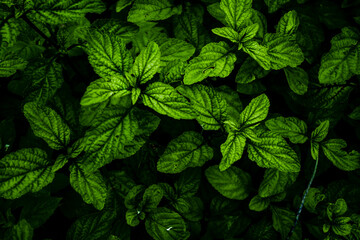 Fototapeta na wymiar Botanical background with green leaves