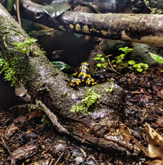 moss on tree