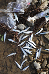 Dead fishes and trash in river, flat lay. Environmental pollution concept