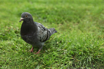 Beautiful grey dove on green grass outdoors, space for text