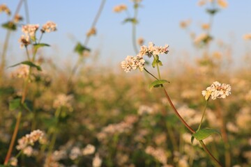 Beautiful blossoming buckwheat field on sunny day, closeup view
