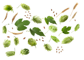 Hops, green leaves and ears of wheat on white background