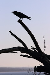Crow perched on dead wooden tree branch.