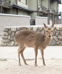 宮島の鹿
