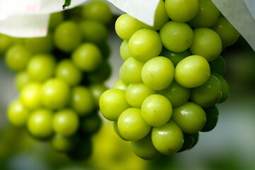 Yamanashi,Japan - September 16, 2022: Closeup of fresh grape on a branch. Breed is Shine Muscat.
