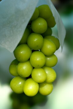 Yamanashi,Japan - September 16, 2022: Closeup of fresh grape on a branch. Breed is Shine Muscat.
