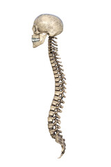 skeleton of a spine - Column Vertebrae Anatomy - obrazy, fototapety, plakaty