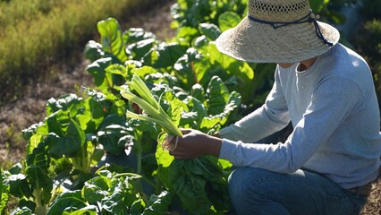 Closeup of man picking colorful swiss chard wearing a straw hat on a farm in the morning.