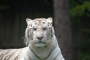 tigre blanc 