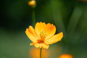 オレンジ色のコスモス