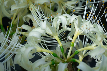 白い曼殊沙華（彼岸花）