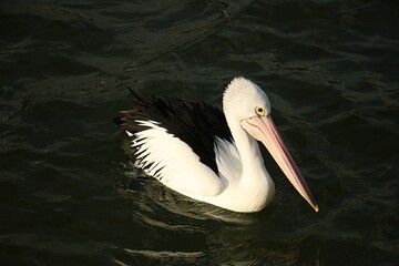 Pelican Birds in sea water, in Regional Victoria 