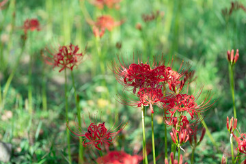 曼殊沙華（彼岸花）