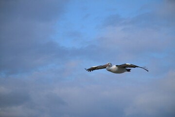 Pelican Birds in sea water, in Regional Victoria 