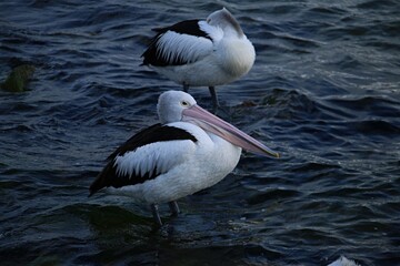 Pelican Birds in sea water, in Regional Victoria 