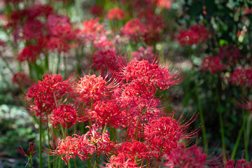曼殊沙華（彼岸花）