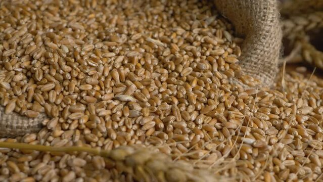 Golden color wheat fall on heap of raw grain. Agricultural, harvest season concept. After good harvest. Ears of grain stem of cereal wheat plant