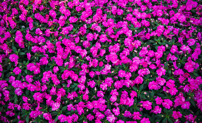 purple and yellow flowers
