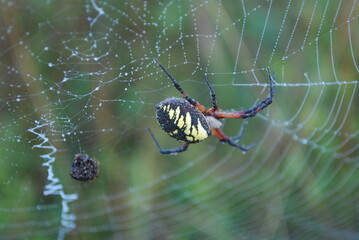  spider web fall new york