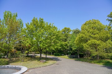 青空バックに見る新緑の若葉に包まれた公園の情景