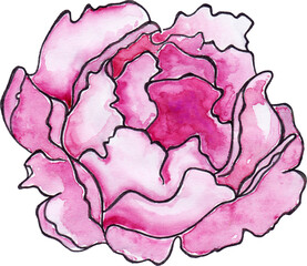 Watercolor crimson peony ink line art sketch isolated