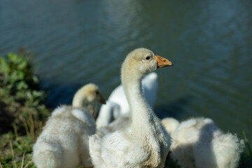 Geese in nature. Water birds. Poultry farm details. Life in countryside.