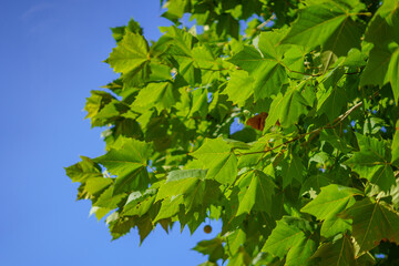 green leaves against blue sky