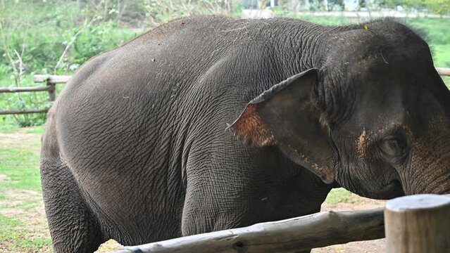 Happiness Asian elephant (Elephas maximus) living in wildlife conservation area in rural Thailand.