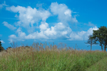 Obraz premium すすき高原を走る道路と青い空と白い雲