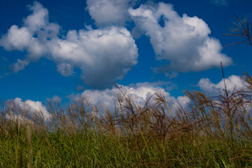 すすき高原を走る道路と青い空と白い雲