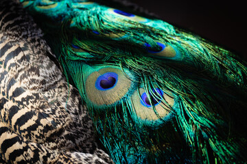 Beautiful details of peacock feathers in moody light, concept of zen, calm, and elegance