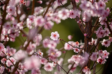 Fototapeta na wymiar Fully bloomed cherry blossom in Araluen botanic garden, Perth, Western Australia