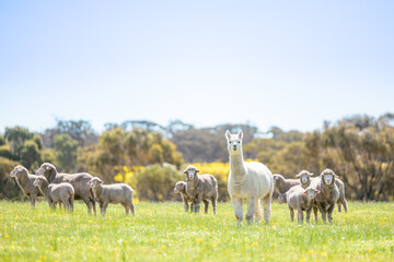 Alpaca And Sheep Are Enjoying