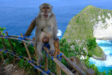 Indonesia Penida Island - Nusa Penida Kelingking Beach - Long-tailed macaque