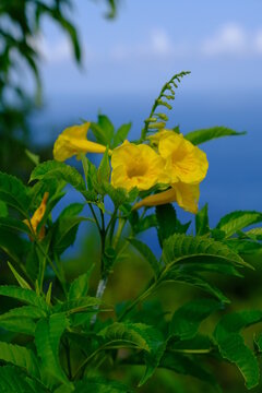 Indonesia Penida Island - Nusa Penida Paluang Cliff - Yellow flower