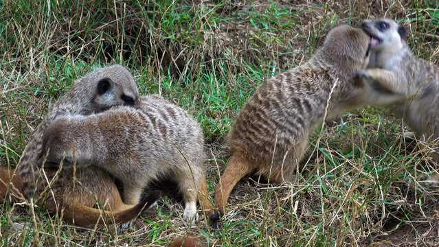 A group of young mongooses are playing