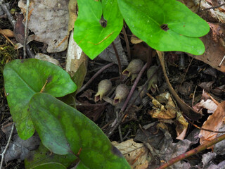 Little brown jug flowers in the Great Smoky Mountains