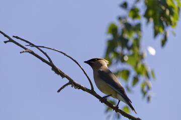 A Cedar Waxing on a Branch