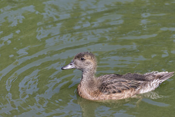 A Duck swimming in Water