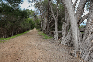 path in the woods lined with tea trees