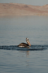 pelican on the beach