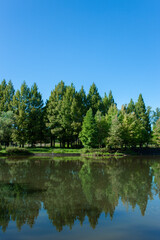 Fototapeta na wymiar forest pond
