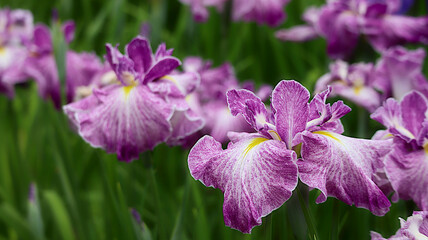 花芯が見える角度で撮るしかないのかな